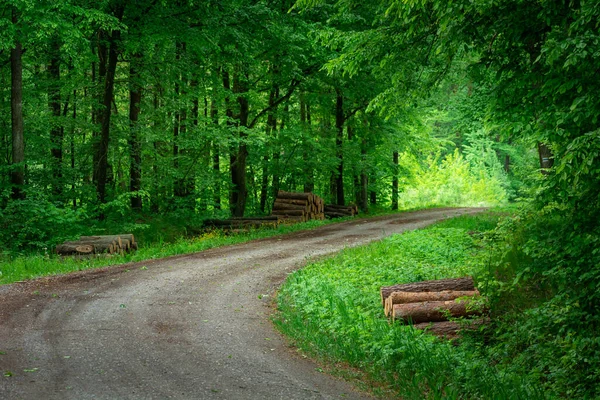 Zakręt Zielonym Pięknym Lesie Polska Wschodnia — Zdjęcie stockowe