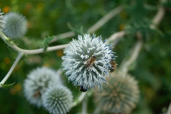 Echinops Λουλούδια Και Δύο Μέλισσες Συλλογή Γύρη Top View — Φωτογραφία Αρχείου