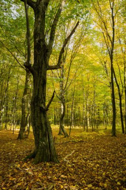 Sonbahar ormanındaki yaşlı meşe ağacı, Ekim güneşli günü