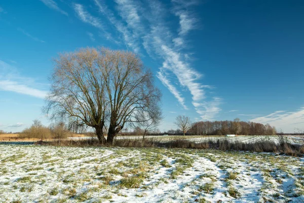 Paisagem Inverno Com Uma Grande Árvore Prado Coberto Neve Dia — Fotografia de Stock