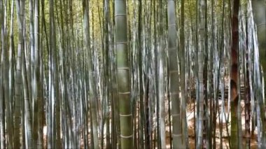 Rüzgarlı güzel bir bambu ormanı..