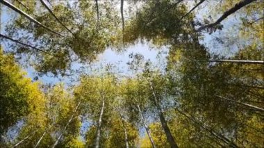 Rüzgarlı güzel bir bambu ormanı..