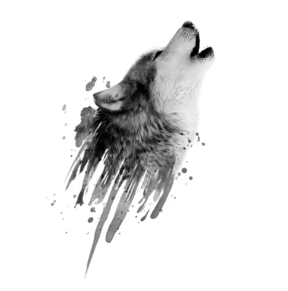 Vlk Izolované Bílém Pozadí — Stock fotografie