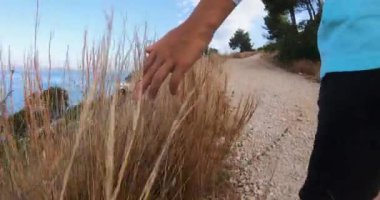 Çocuk el, yaz sabahı deniz kıyısında park yolunda yürürken uzun kuru çimenlere dokunur.