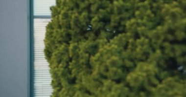 Gülümseyen genç bir kadının caddede yeşil ağaçların yanındaki ofise yürürken cep telefonuna bakışı. Açık havada.