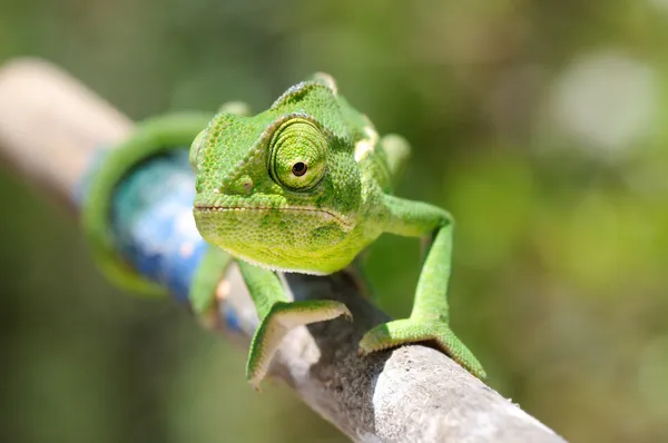 Bebe Cameleon Images Libres De Droit Photos De Bebe Cameleon Depositphotos Bebe Cameleon Images Libres De Droit Photos De Bebe Cameleon Depositphotos