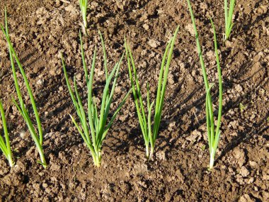 Bahçede taze soğan yetişiyor.