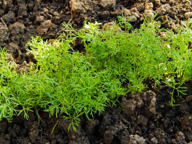 Bahçede maydanoz yetişiyor, baharın başında..