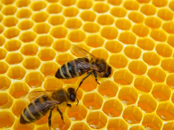 Пчела Сотах Медом Ломтиками Нектара Клетках — стоковое фото