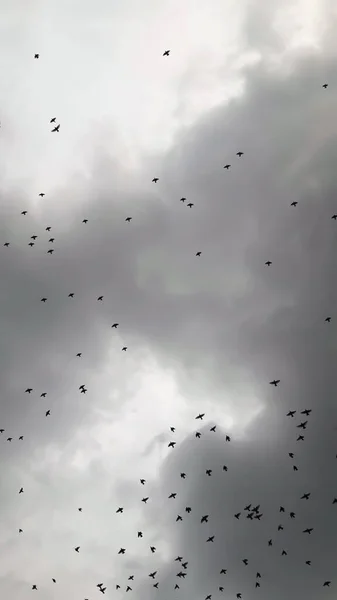 Lots Flying Birds Crows Black White Photo — Stock Photo, Image