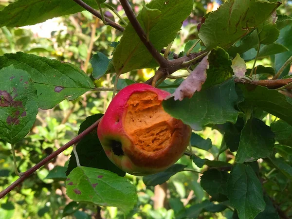 Σάπιο Μήλο Κοντινό Δέντρο — Φωτογραφία Αρχείου