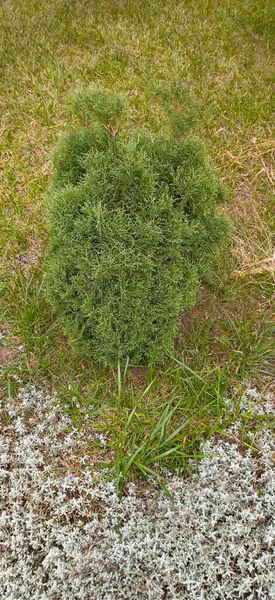 Thuja Occidentalis Danica Planta Livre Pequeno Arbusto — Fotografia de Stock