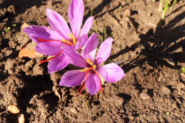 Crocus sativus, yaygın olarak safran krukusu ya da sonbahar kruvazörü olarak bilinir. İplik denen kırmızı lekeler, bir baharat olarak toplanır. Ağırlıkla dünyanın en pahalı baharatları arasındadır. Yiyecek konsepti.