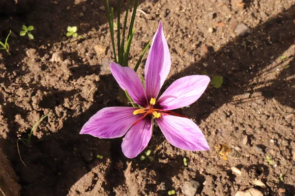 Crocus sativus, commonly known as saffron crocus, or autumn crocus. The crimson stigmas called threads, are collected to be as a spice. It is among the world\'s most costly spices by weight. Food concept.