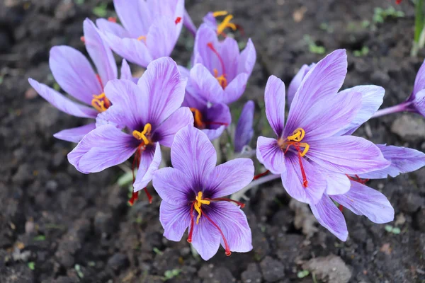Crocus sativus, powszechnie znany jako krokus szafranowy lub krokus jesienny. Karmazynowe piętna zwane nitkami są zbierane jako przyprawa. To jedna z najdroższych przypraw na świecie.. — Zdjęcie stockowe