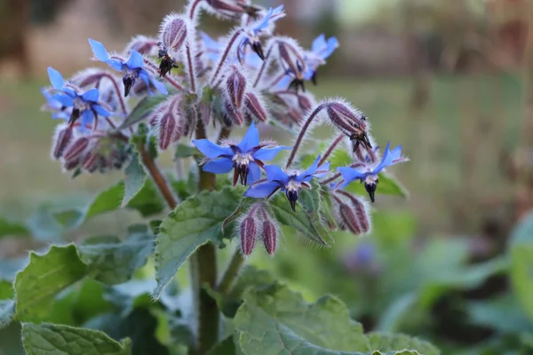Close-up image of the summer flowering flowers and buds of Borage, also known as a starflower.Wonderful medicinal herb with an edible blue flower. — Stock Photo, Image