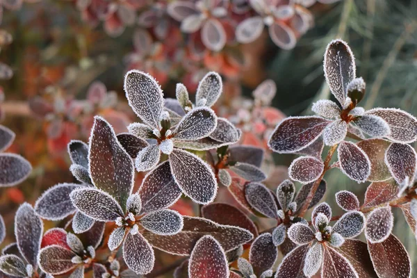 Gefrorene Azalee mit roten Blättern. Die ersten Fröste, Kälte, gefrorenes Wasser, Frost und Raureif. Makroschuss. Der frühe Winter. Unklarer Hintergrund. lizenzfreie Stockbilder