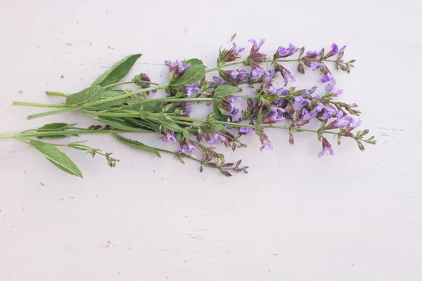 Erba Medicinale Salvia Officinalis Isolata Tavolo Legno Con Fiori Sfocati — Foto Stock