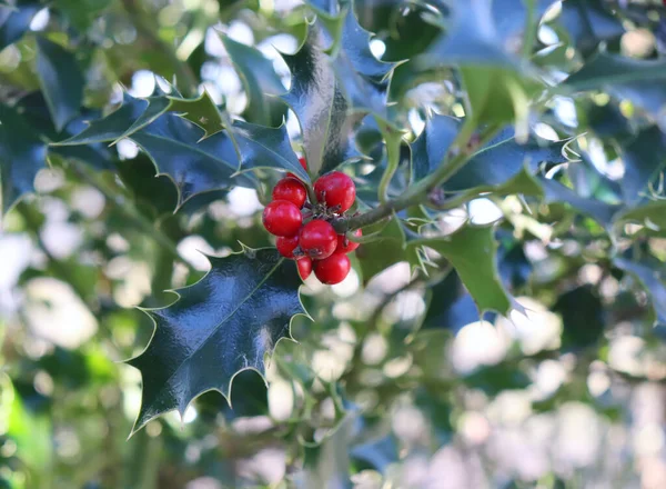 圣诞节在欧洲的象征 冬日寒冷天气下冬青美丽的红色浆果和树上锋利的叶子的遮掩 自然概念 — 图库照片