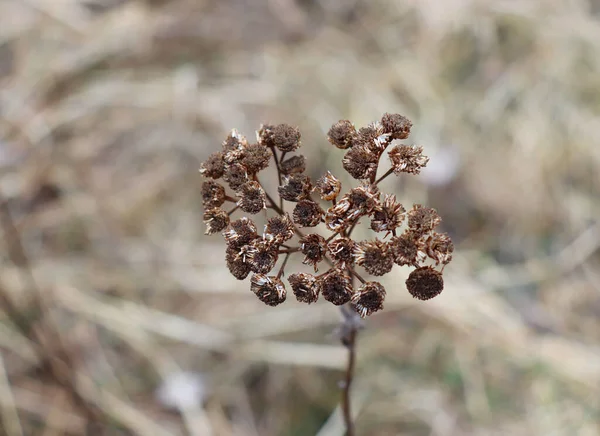 冬の庭でタンジー タナセツムハゲワシは多年生で草本の開花植物です 一般的なタンジー 苦いボタン または黄金のボタンとして知られており 軟膏や風呂の形で使用されます 自然概念 — ストック写真