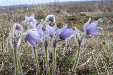 Pulsatilla en güzel bahar çiçeğidir. Pulsatilla baharın başlarında güneşli bir günde ormanda açar. Pulsatilla, yakın plan çiçek. Konturer ışığı. Yumuşak odaklanma. Çiçek konsepti.
