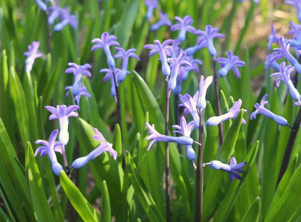 Beautiful Blue Hyacinth Flowers Background Green Grass Garden Concept Flower Stock Image