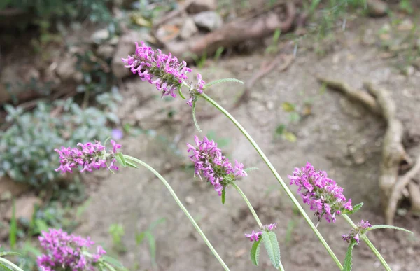 ベトニカ・オフィーナリス（Betonica officinalis） 、通称ベトニー（betony） 、紫色のベティ（betony）で構成されている。トップビュー、創造的なフラットレイアウト。夏、春、母の日の概念｜医学植物. — ストック写真
