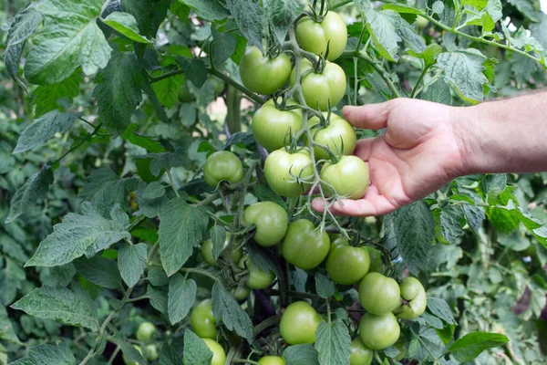 Um agricultor inspeciona uma colheita de tomates na fazenda. Os primeiros tomates. A doença das culturas hortícolas. Conceito de trabalho agro-empresarial agronómico. — Fotografia de Stock