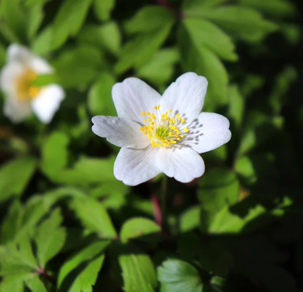 Close-up zicht op een mooie witte bloem van een anemoon sylvestris met gedoucht gele meeldraden en stuifmeel op een wazige achtergrond. Het is een overblijvende plant bloei in het voorjaar. — Stockfoto