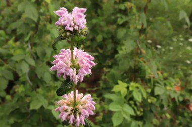 Medicinal plant Phlomis tuberosa,Jerusalem sage in an organic garden. It is a perennial flowering plant. The plant used as a folk restorative medicine against intoxication, tuberculosis. Flower concept.