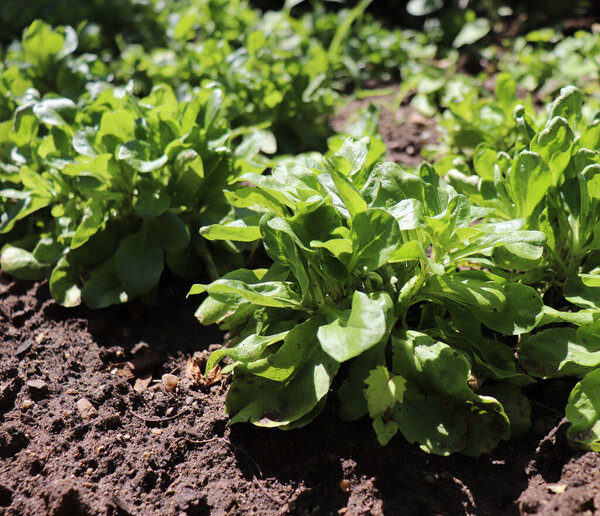 Valerianella locusta, called corn salad or lamb's lettuce in an organic garden. It is eaten as a leaf vegetable.Food concept.