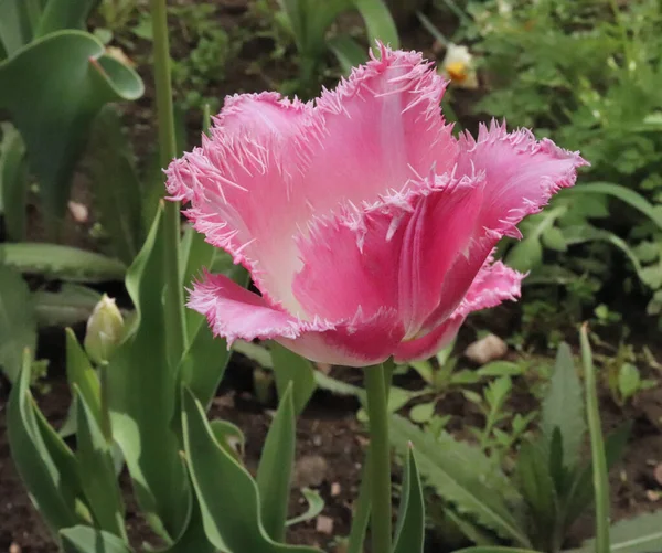 Macro Shot Pink Tulip Bloom Working Perfectly Green Background Spring — Stockfoto