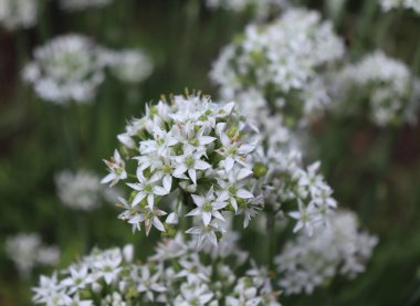 Sarımsak soğanının beyaz çiçeklerine yaklaş, Allium tuberosum. Şifalı bitkiler, organik bahçedeki bitkiler. Arka plan bulanık. Allium konsepti.