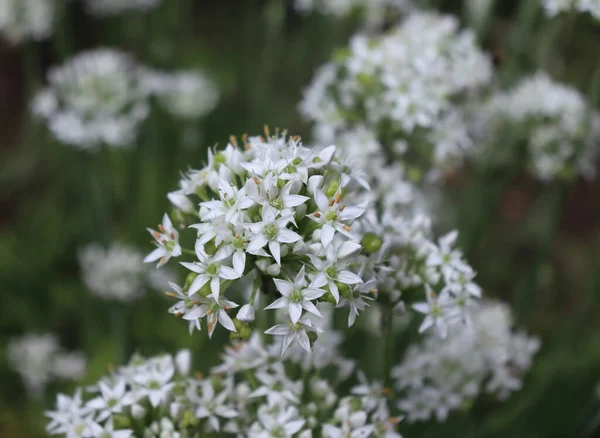 Lukking Hvite Blomster Fra Hvitløksgressløk Allium Tuberosum Medisinske Planter Urter – stockfoto