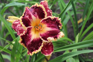 Gascone Dükü. Bahçede günlük lüks çiçekleri yakından çekeriz. Gündüzleri Hemerocallis cinsinde çiçek açan bir bitkidir. Yenilebilir çiçek.