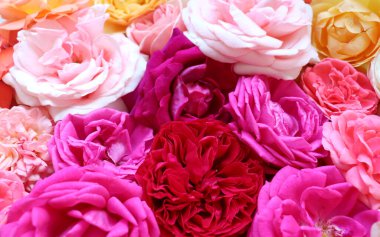 Gül desenli çiçek deseni. Düz yerde, üst tarafta. Sevgililer Günü geçmişi. Çiçek deseni. Çiçek deseni. Çiçek desenli doku. Sevgililer Günü konsepti.