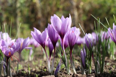 Crocus sativus, yaygın olarak safran krukusu ya da sonbahar kruvazörü olarak bilinir. İplik denen kırmızı lekeler, bir baharat olarak toplanır. Ağırlıkla dünyanın en pahalı baharatları arasındadır. Crocus konsepti.