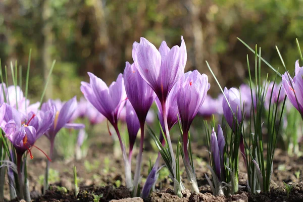 Crocus sativus, commonly known as saffron crocus, or autumn crocus. The crimson stigmas called threads, are collected to be as a spice. It is among the world\'s most costly spices by weight. Crocus concept.