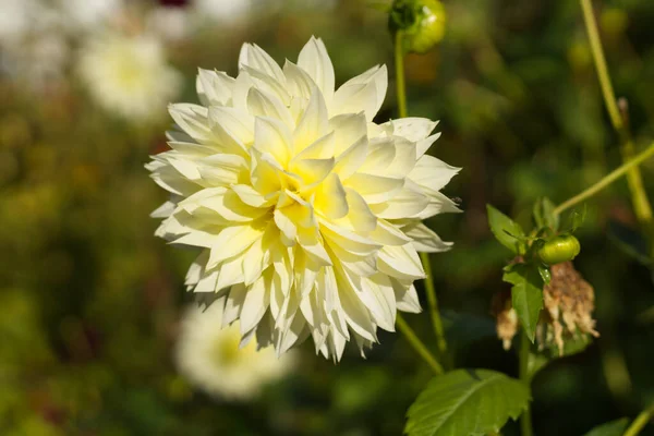 Fubuki Canario Están Floreciendo Dalia Amarilla Jardín Dahlia Género Plantas — Foto de Stock