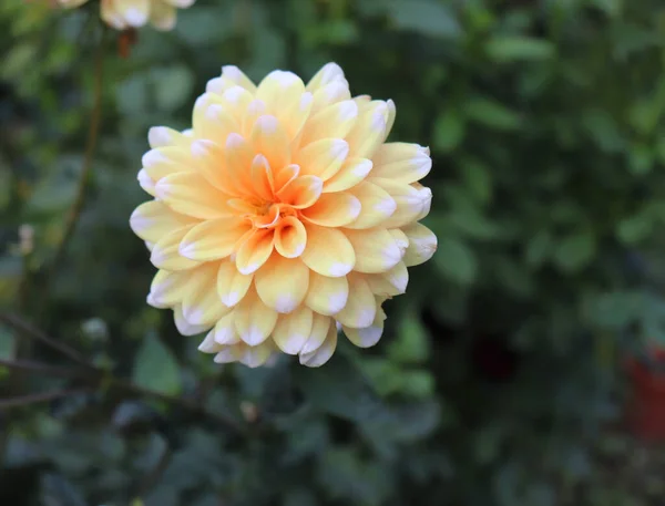 Albaricoque Bahama Están Floreciendo Dalia Jardín Dahlia Género Plantas Perennes — Foto de Stock