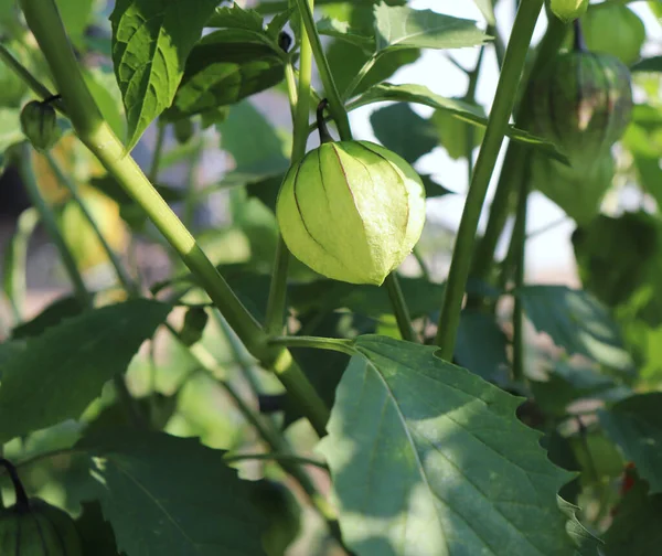土生土长的有机番茄 Physalis Philadelphica 它们生长在蔬菜园里 它们可以生吃 也可以用不同的菜肴烹调 特别是沙司 粮食概念 — 图库照片