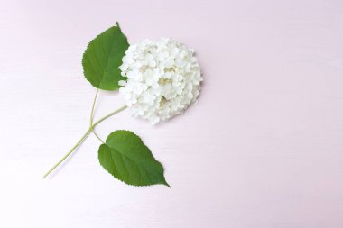 Pembe arka planda ortanca çiçekleri. Hortensiya bahar ve yaz aylarında çiçek açıyor. Çiçeksel kavram.