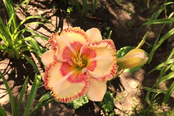 Jessica Lynn Bell. Bahçede günlük lüks çiçekleri yakından çekeriz. Gündüzleri Hemerocallis cinsinde çiçek açan bir bitkidir. Yenilebilir çiçek.