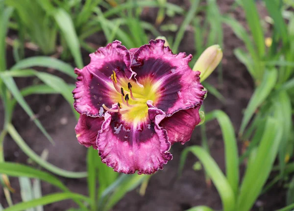 Gece yarısı muskası. Bahçede günlük lüks çiçekleri yakından çekeriz. Gündüzleri Hemerocallis cinsinde çiçek açan bir bitkidir. Yenilebilir çiçek.