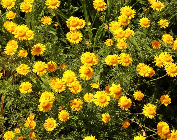 Cota tinctoria, Anthemis tinctoria, Golden Ray, sarı sarı bir ilkbahar bitkisi boyacı papatyası olarak bilinir. Çayırdaki sarı şifalı bitkiler.. — Stok fotoğraf