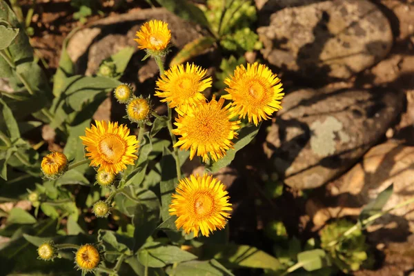 Inula oculus-christi, Compositae. Wild plant shot in summer. Yellow medicinal plants on the meadow. — Stockfoto
