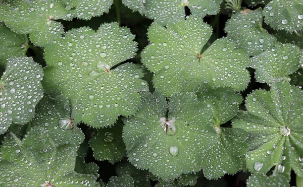 Detail of raindrops on alchemilla Mollis plant leaf. Alchemilla Mollis is a healing plant. The concept of healthy herb. — Stock Photo, Image