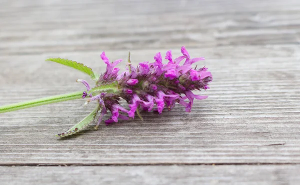 Betonica officinalis, common names betony, purple betony, common hedgenettle - flowering plant isolated on wood background. Medicinal plants.Empty space for your text. — Foto Stock