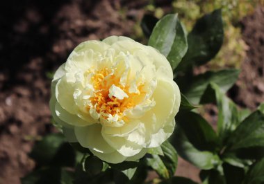 Limonlu şifon. Bahçedeki şakayık. Çiçekli bir şakayık, yeşil arka planda mükemmel durur. Bahar arka planı. Çiçek, bahar, bitki. Çiçek fotoğraf konsepti. Tebrik kartı konsepti..