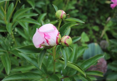 Söyle. Bahçedeki şakayık. Çiçekli bir şakayık, yeşil arka planda mükemmel durur. Bahar arka planı. Çiçek, bahar, bitki. Çiçek fotoğraf konsepti. Tebrik kartı konsepti..